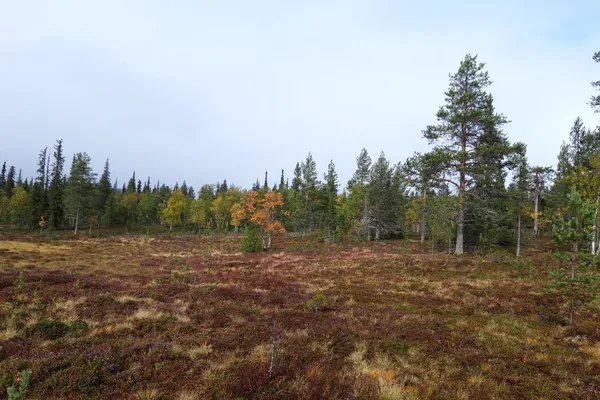 🌿 Meet Our Partners – BioClima Project: 🇫🇮 Finnish Environment Institute (SYKE)