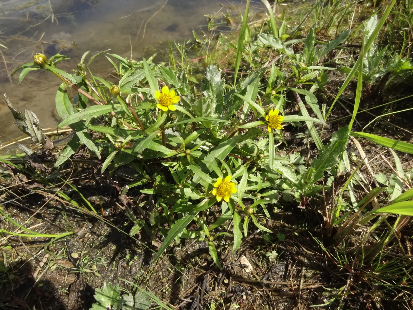 Bidens cernua