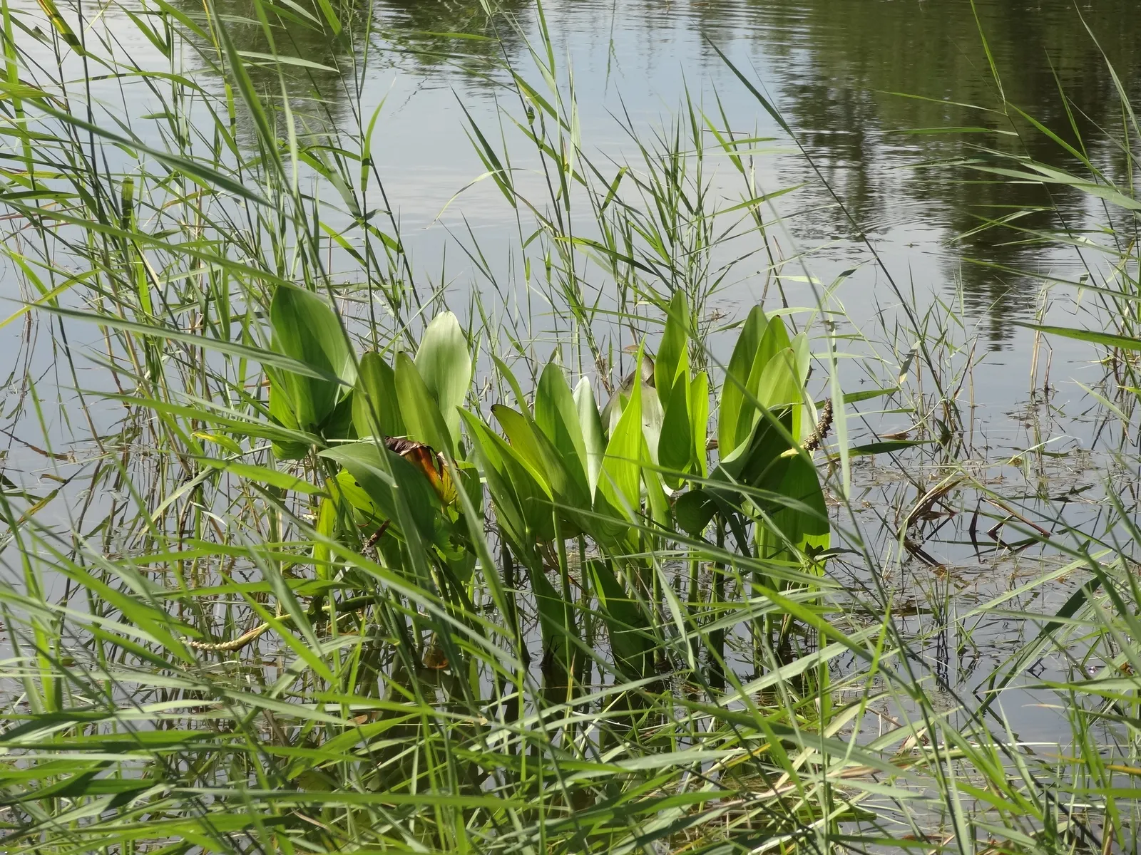 Calla palustris