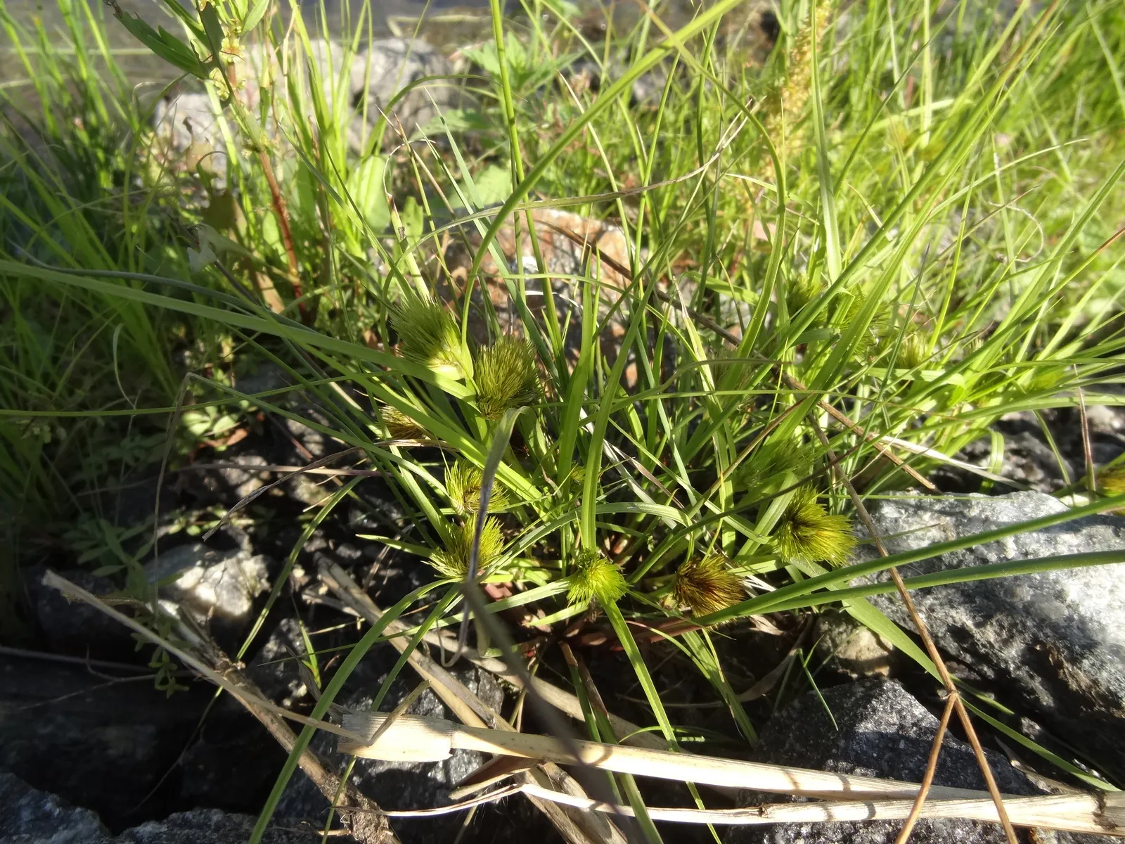 Carex bohemica