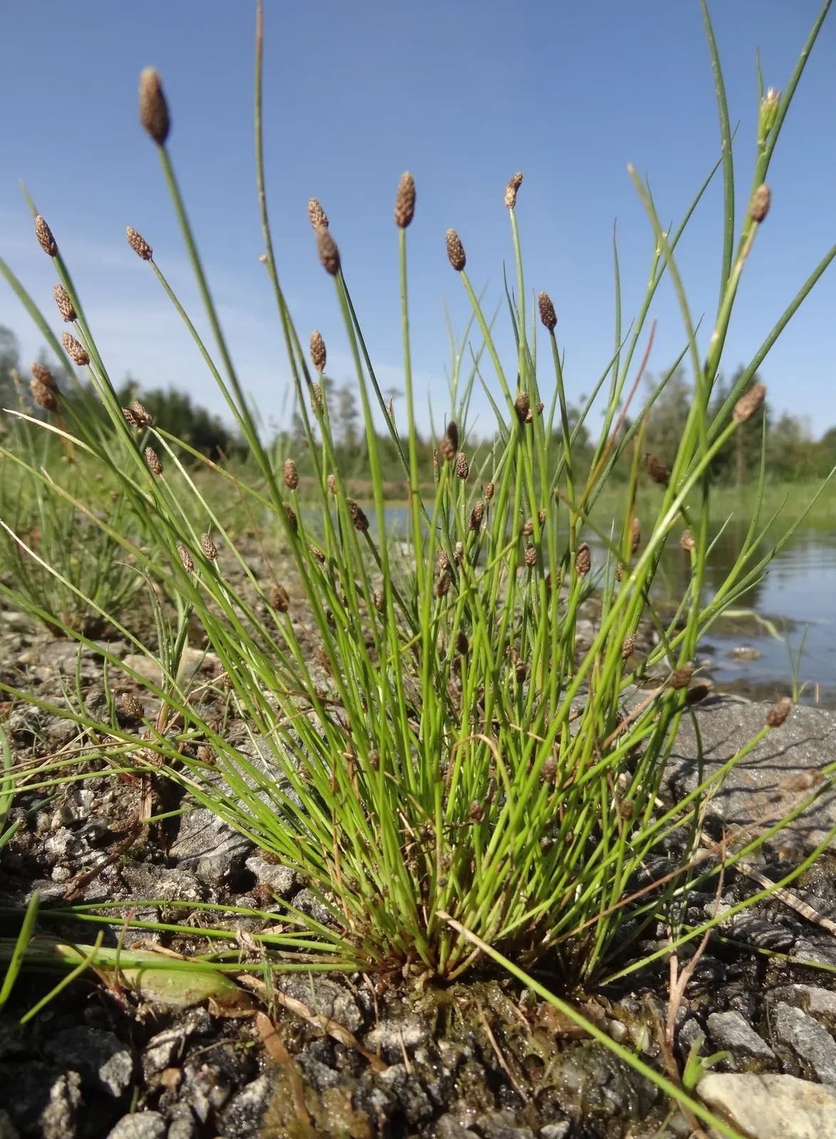 Eleocharis ovata