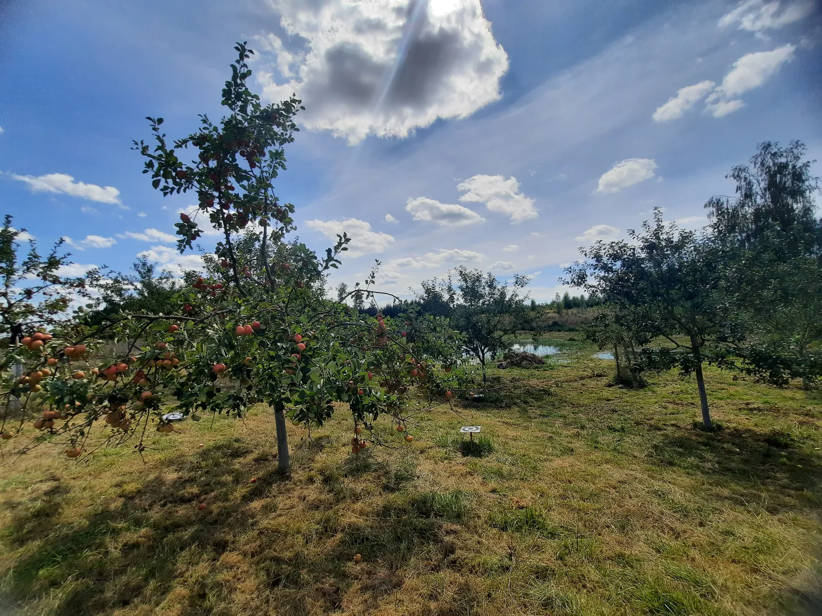 Fruit orchard adjacent to the pond
