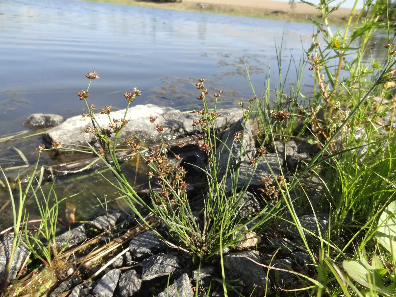 Juncus articulatus