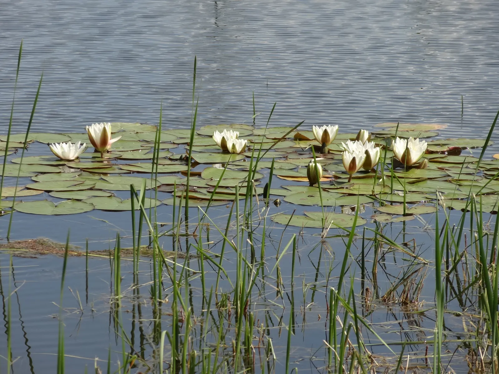 Nymphaea alba