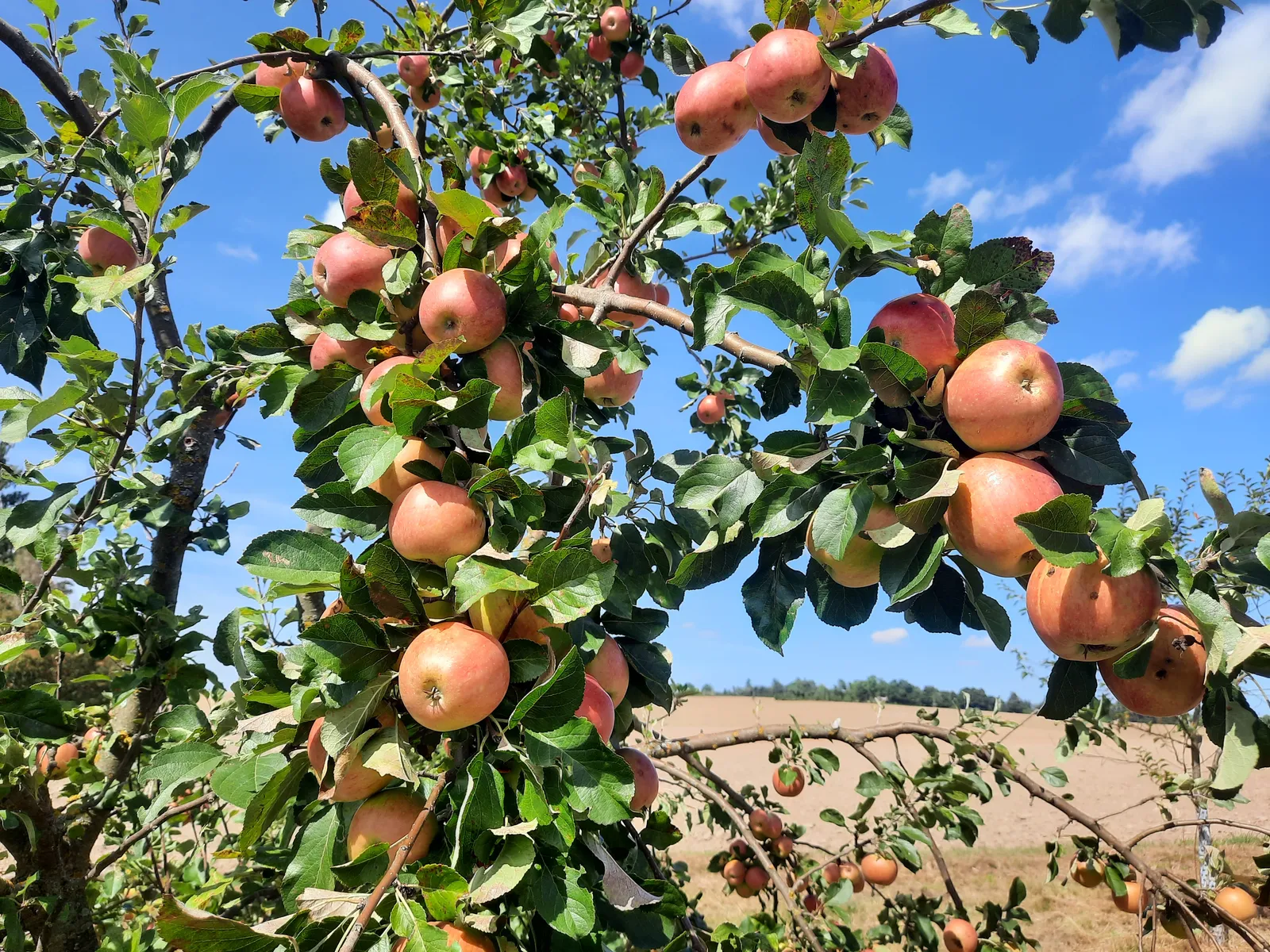 Ripening apples (Malus x domestica)