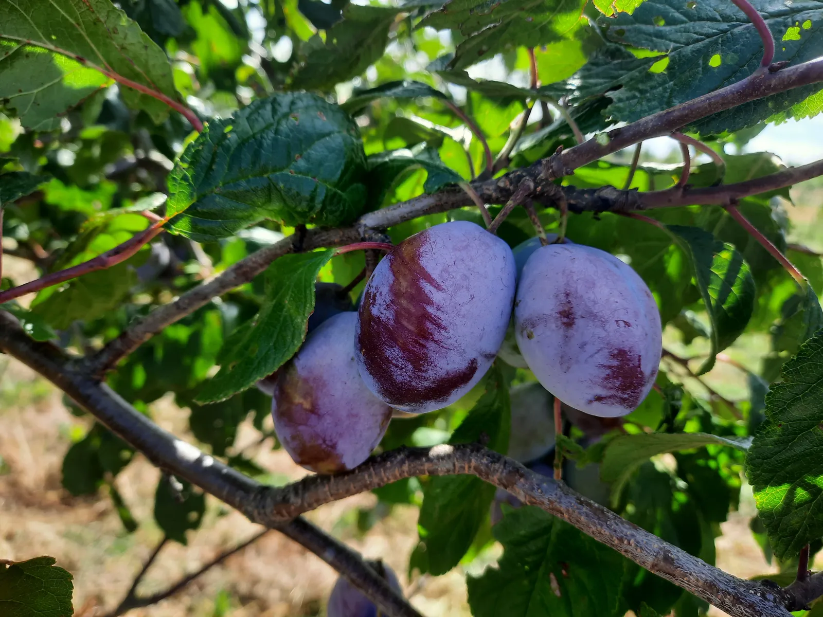 Ripening plums (Prunus domestica)