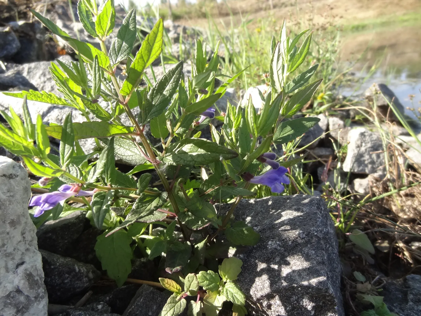 Scutellaria galericulata