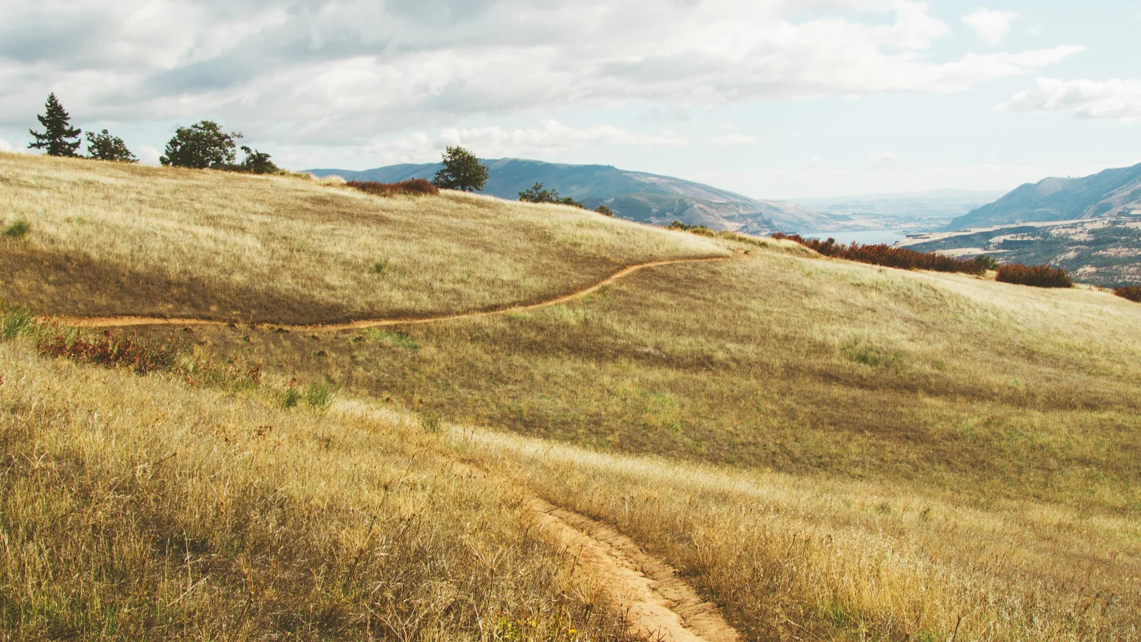 meadow-resize